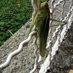 phoca_thumb_m_prochzka 1 Fotogalerie